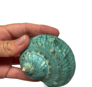 Real Green Marbled Turban Shell