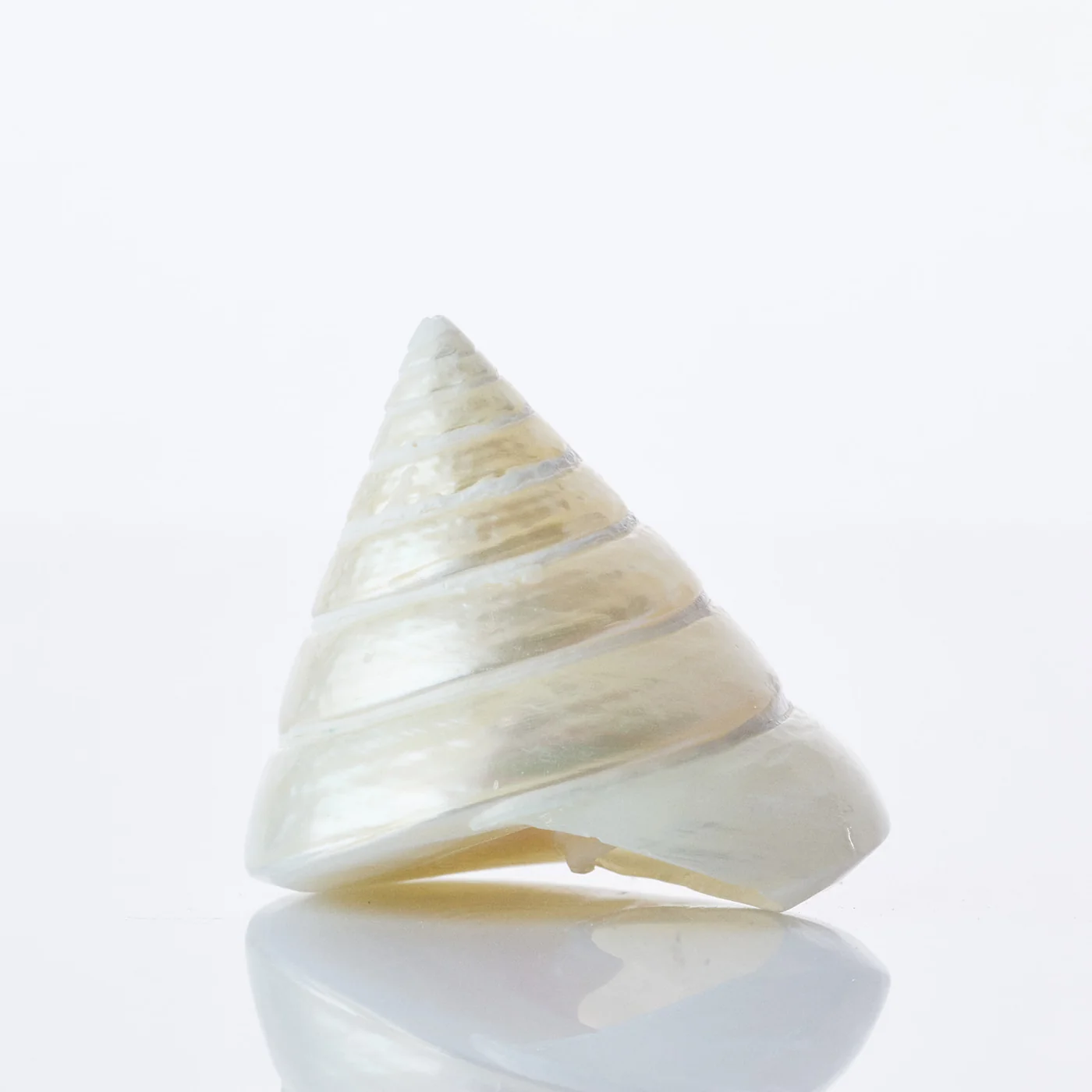 Pearl Trochus Shell - Set 3