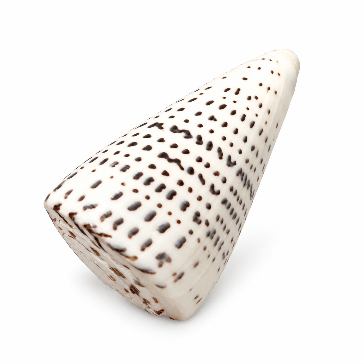 Real Polished Leopard Cone Shell Small Set of 3