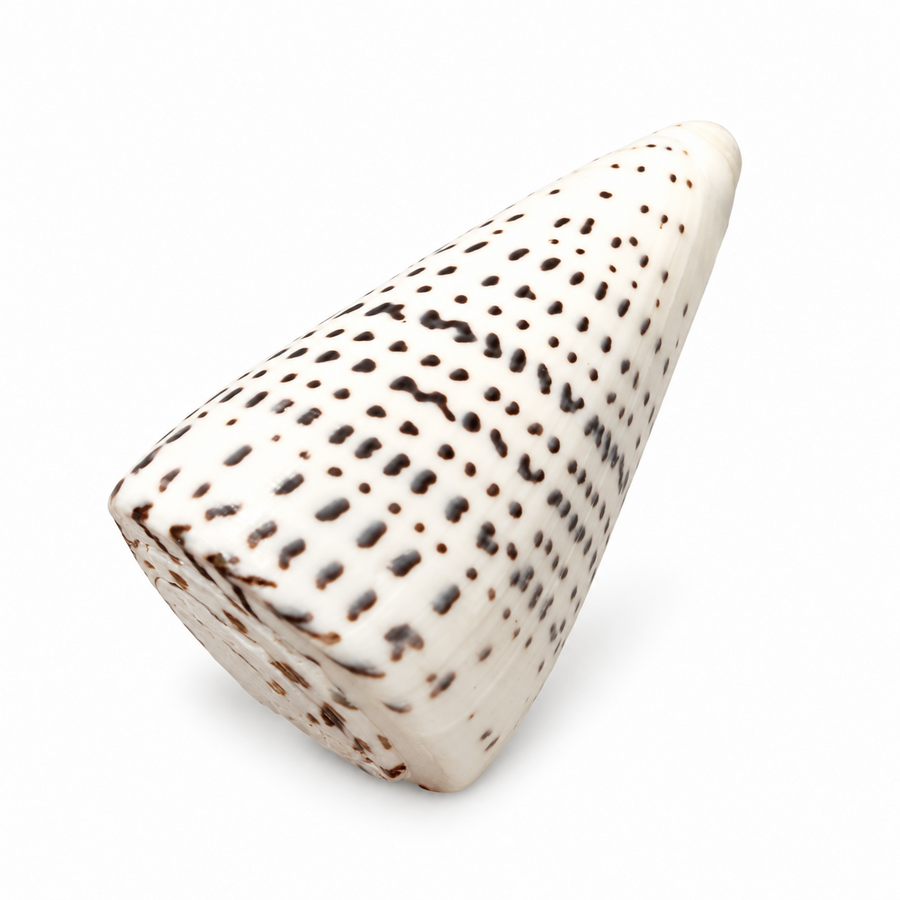 Real Polished Leopard Cone Shell Small Set of 3