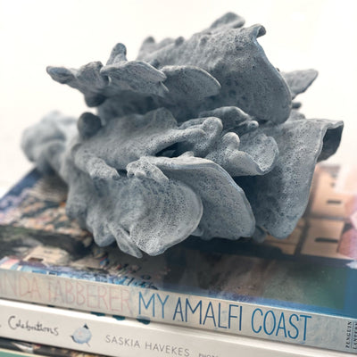 blue ridge coral specimen O