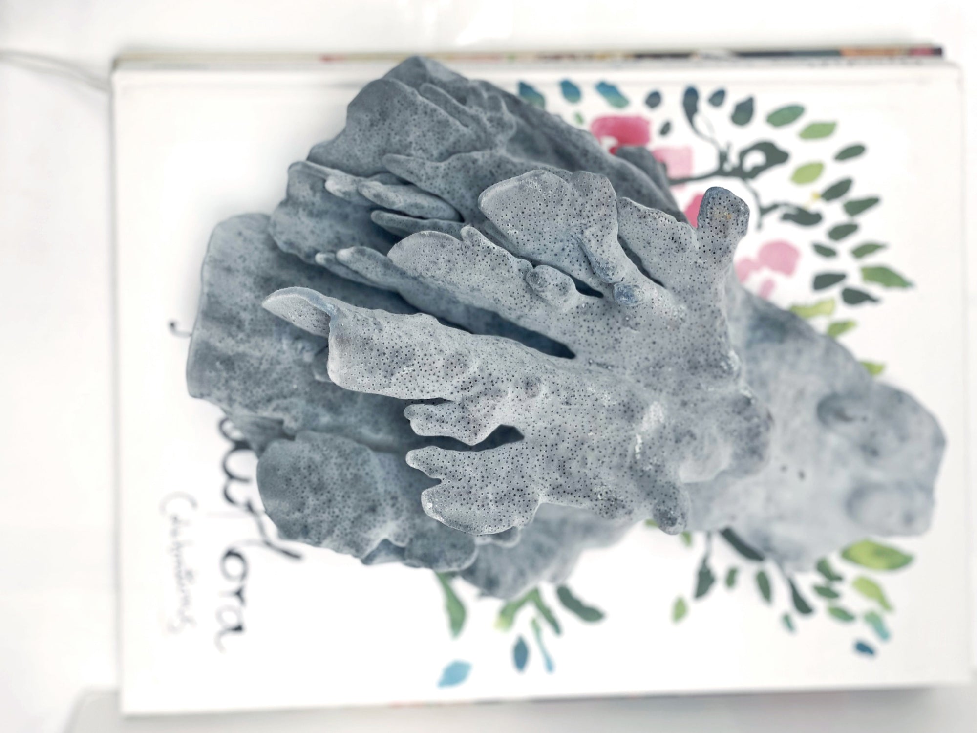 blue ridge coral specimen O