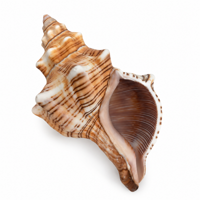 Real Striped Fox Shell - Large - Set 3