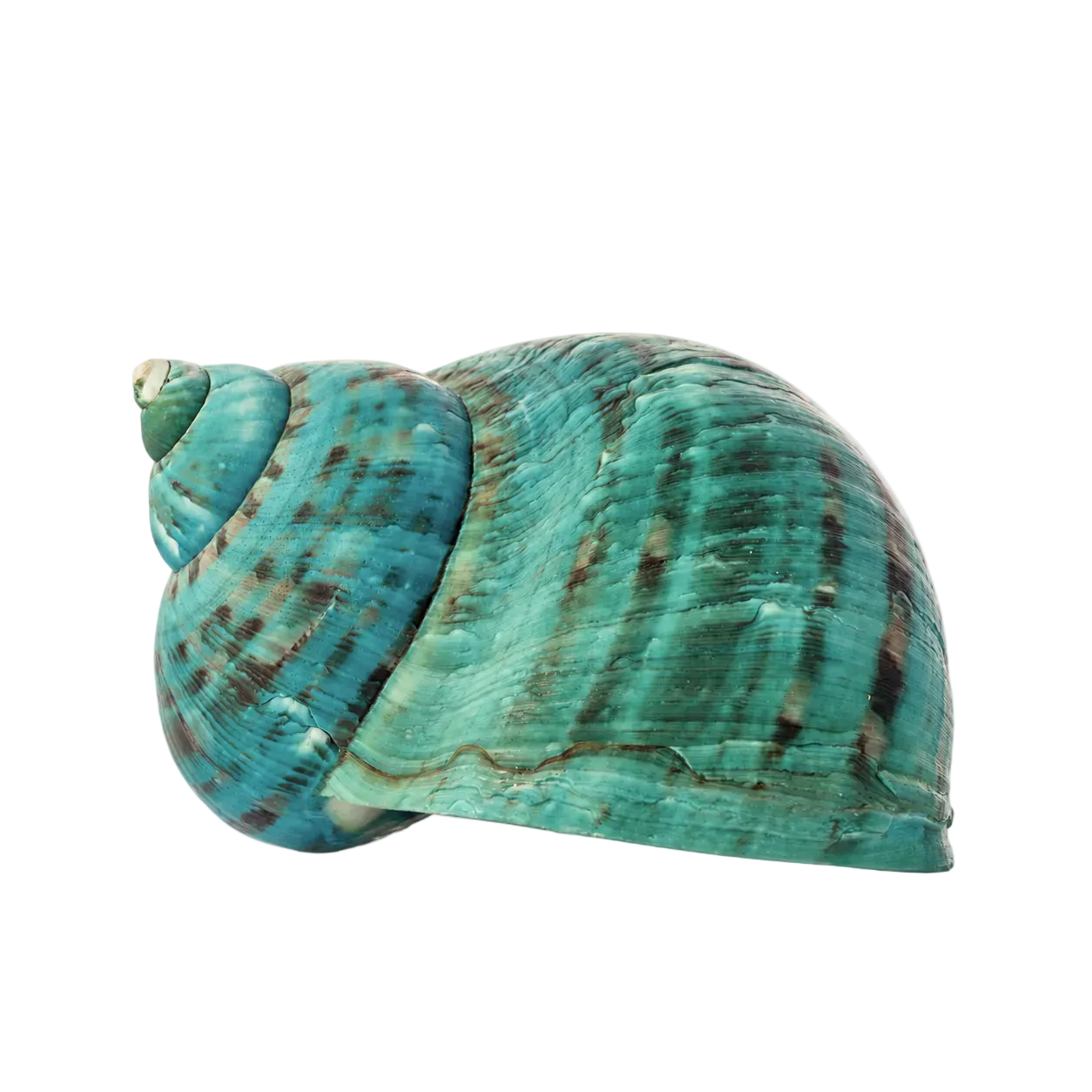 Real Green Marbled Turban Shell