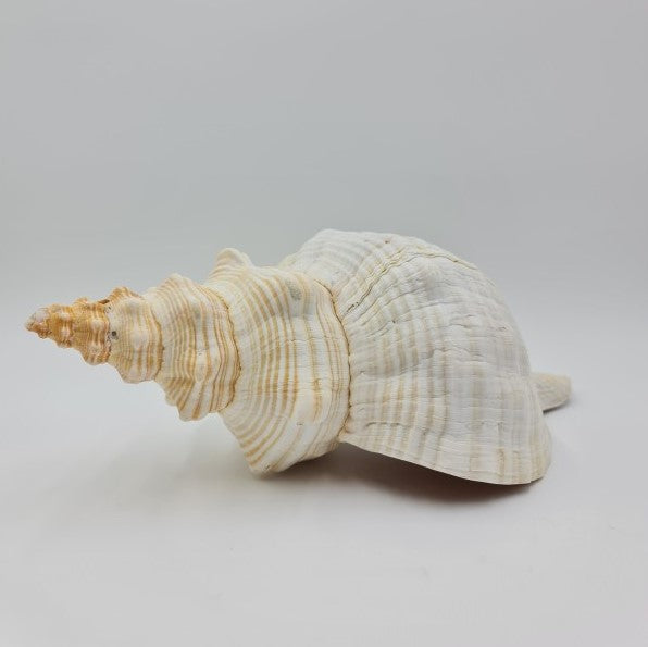 Extra Large Horse Conch 35 CM