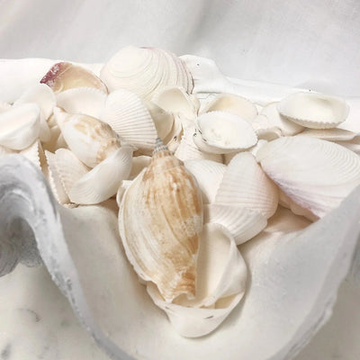 Mixed Small White Scatter Shells **HIRE ONLY***