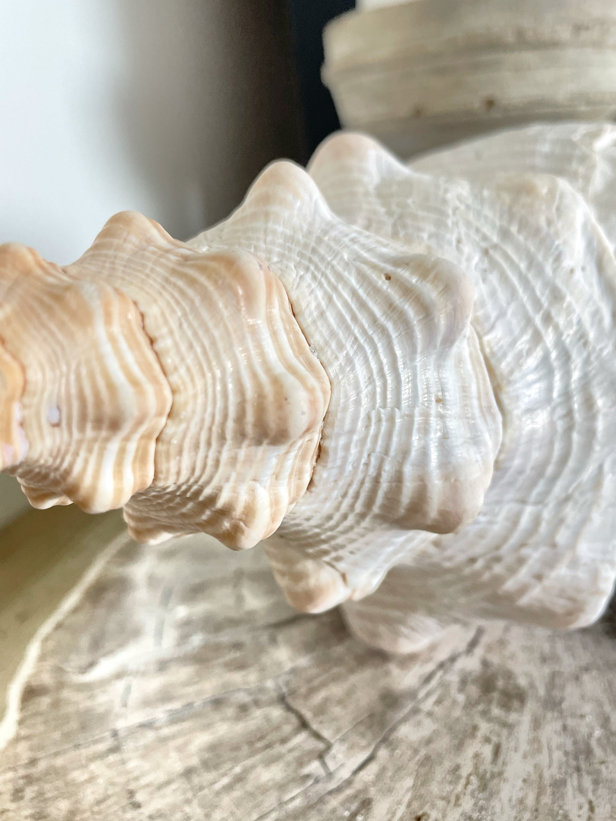 Large Horse Conch 30 CM