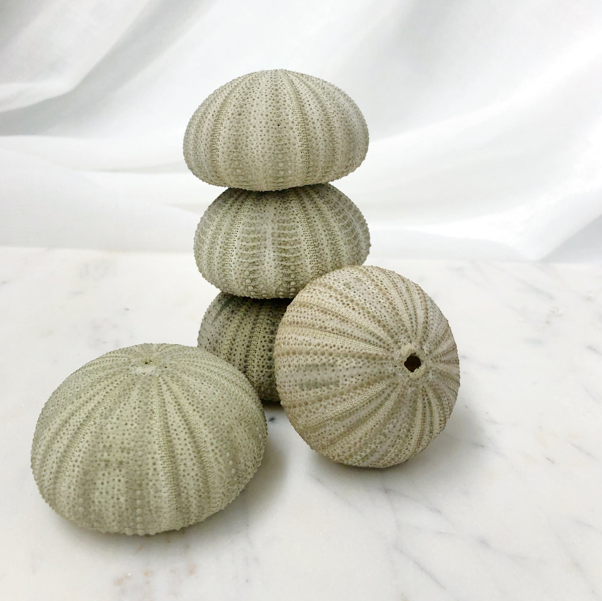 Natural Green Sea Urchin Shells Set 6