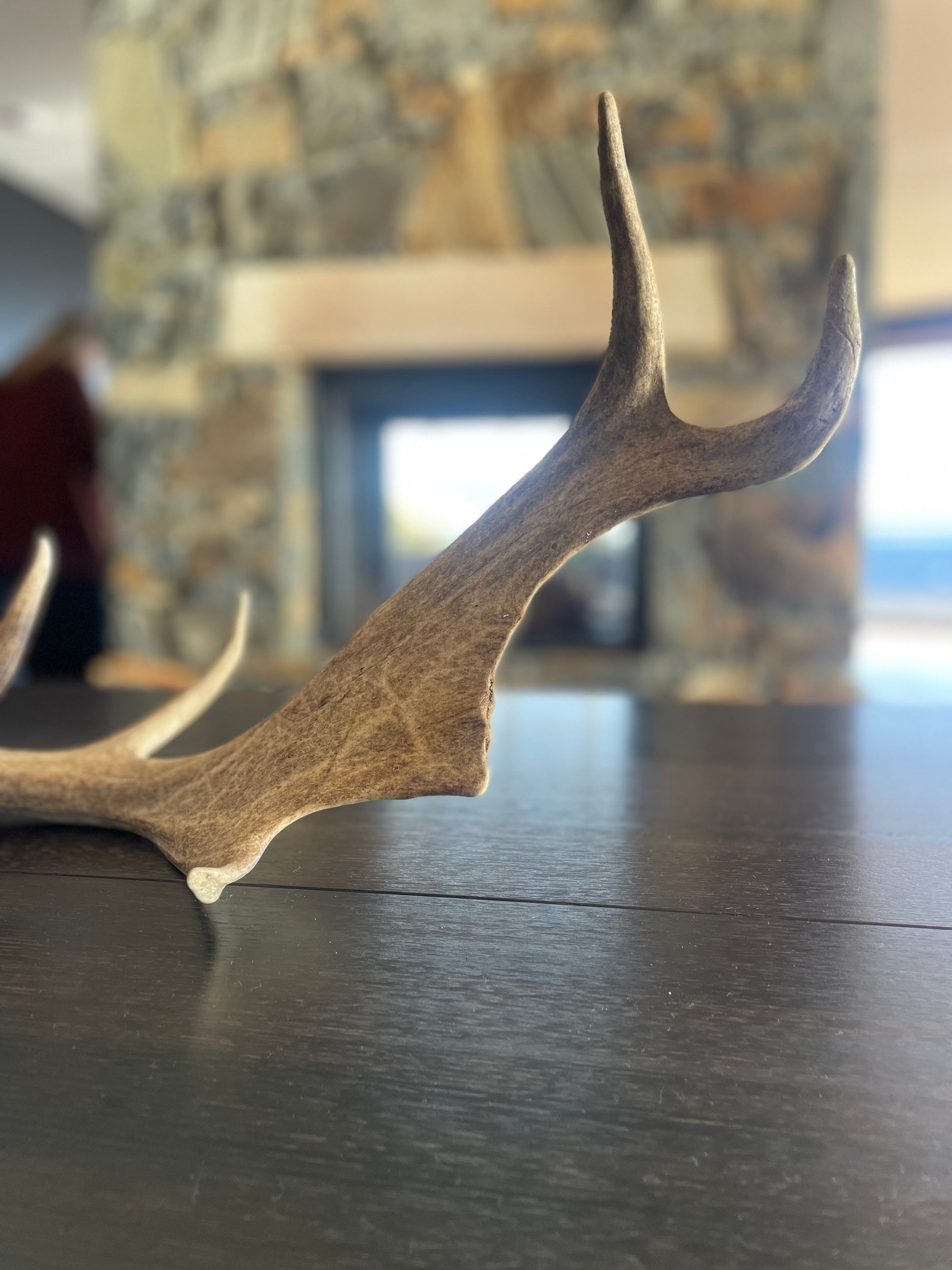 Real Fallow Deer Antler Pair - Sourceress