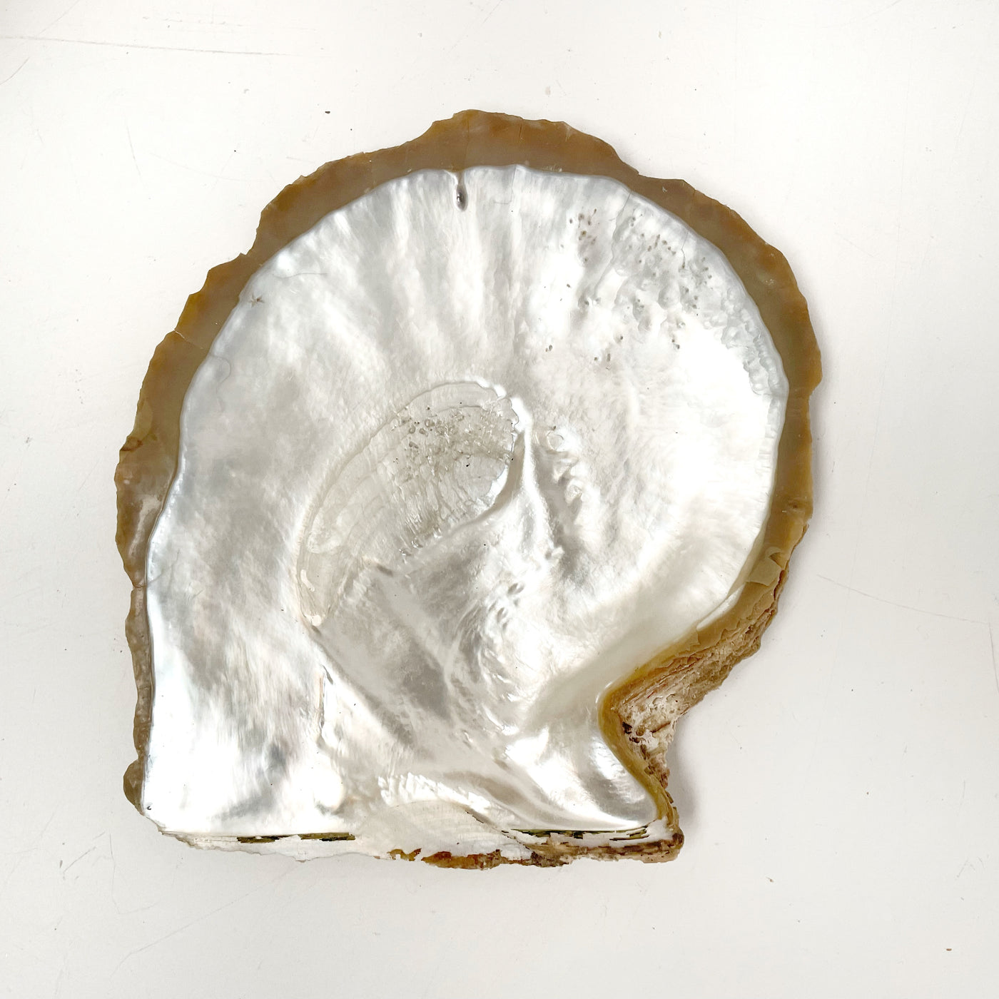 Large Real Natural Pearl Shell Plate Caviar Server Natural Edge