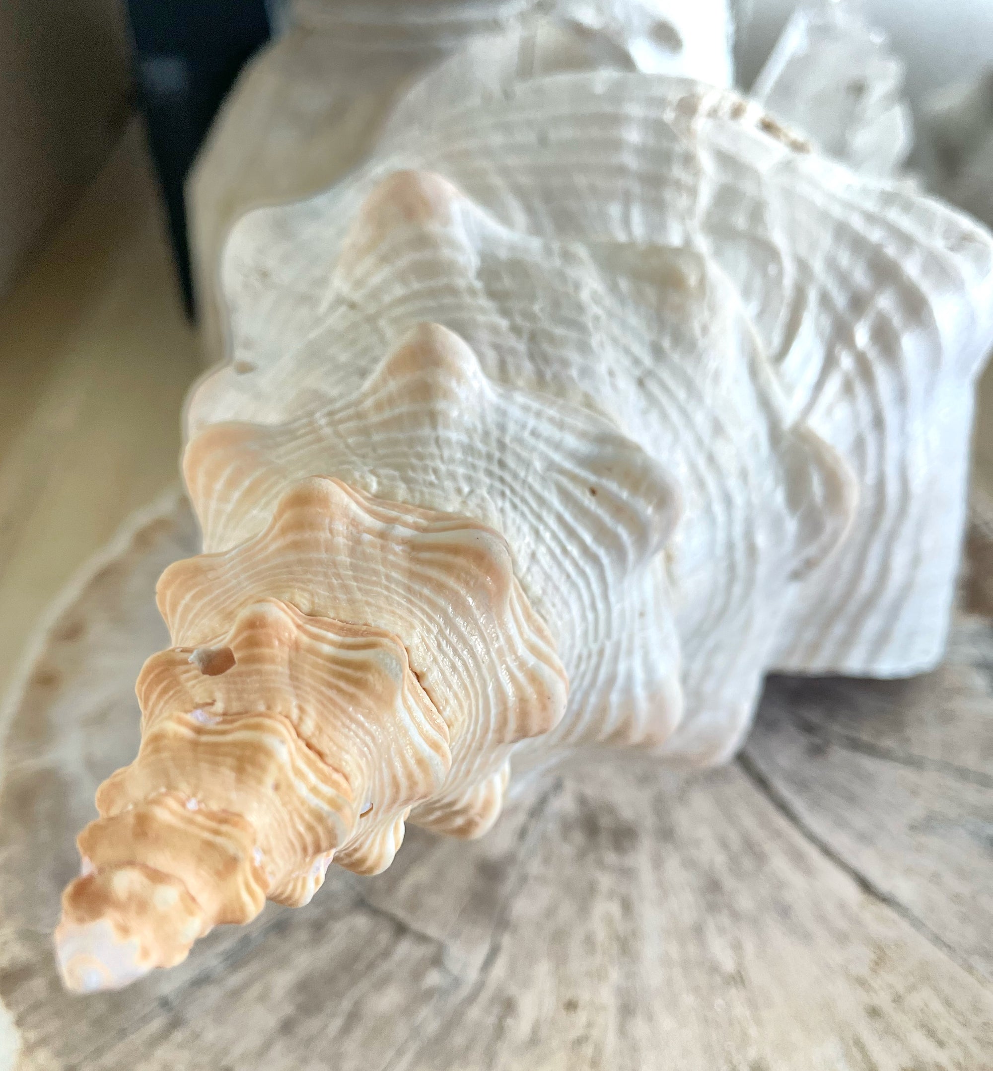 Large Horse Conch 30 CM