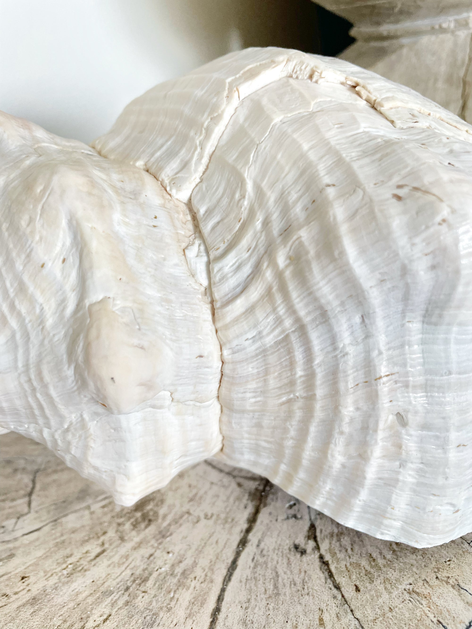 Extra Large Horse Conch 35 CM