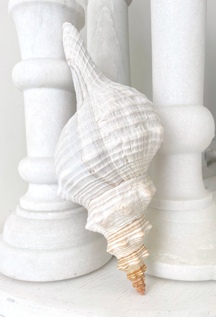 Large Horse Conch 30 CM