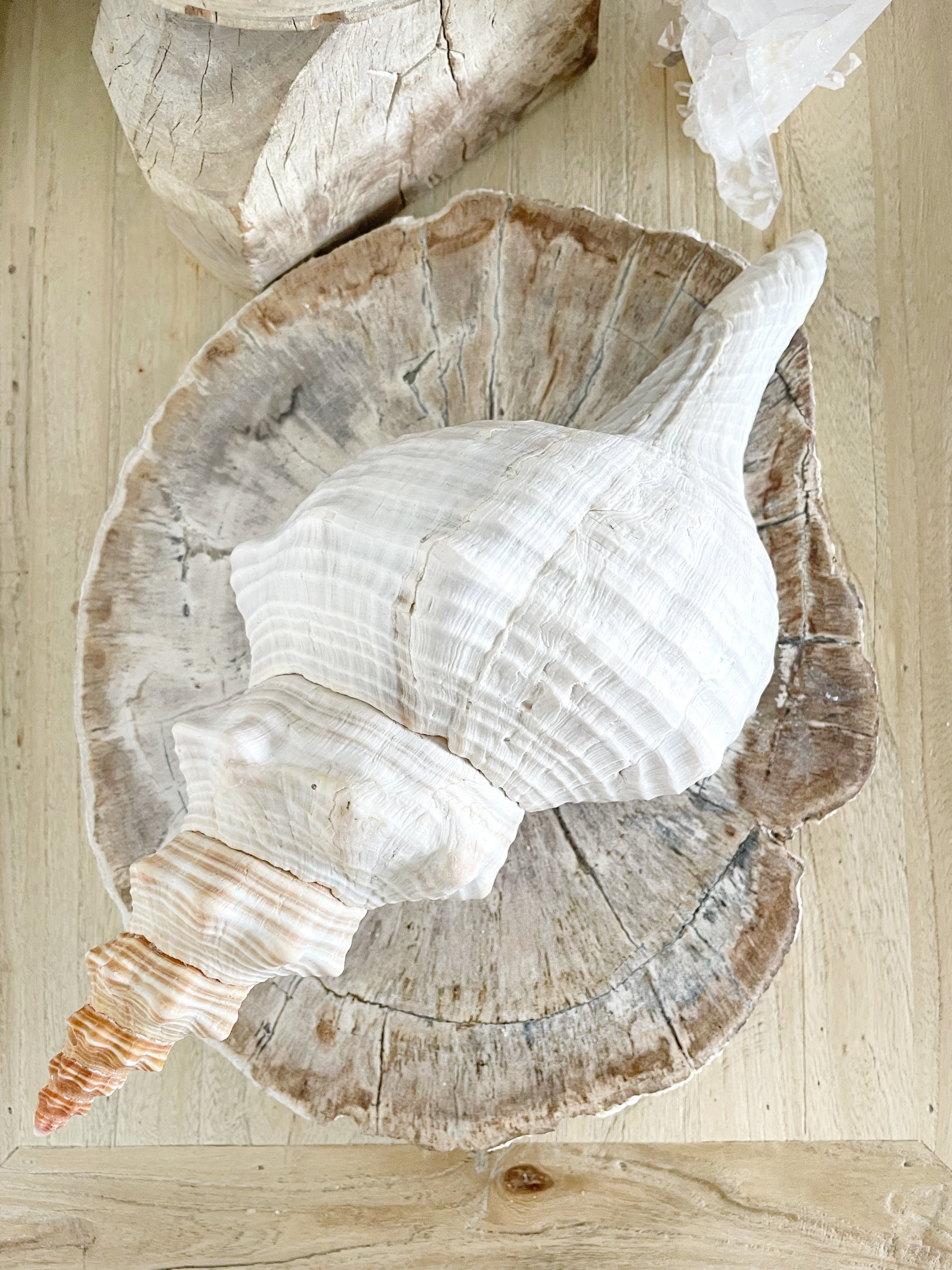 Large Horse Conch 30 CM