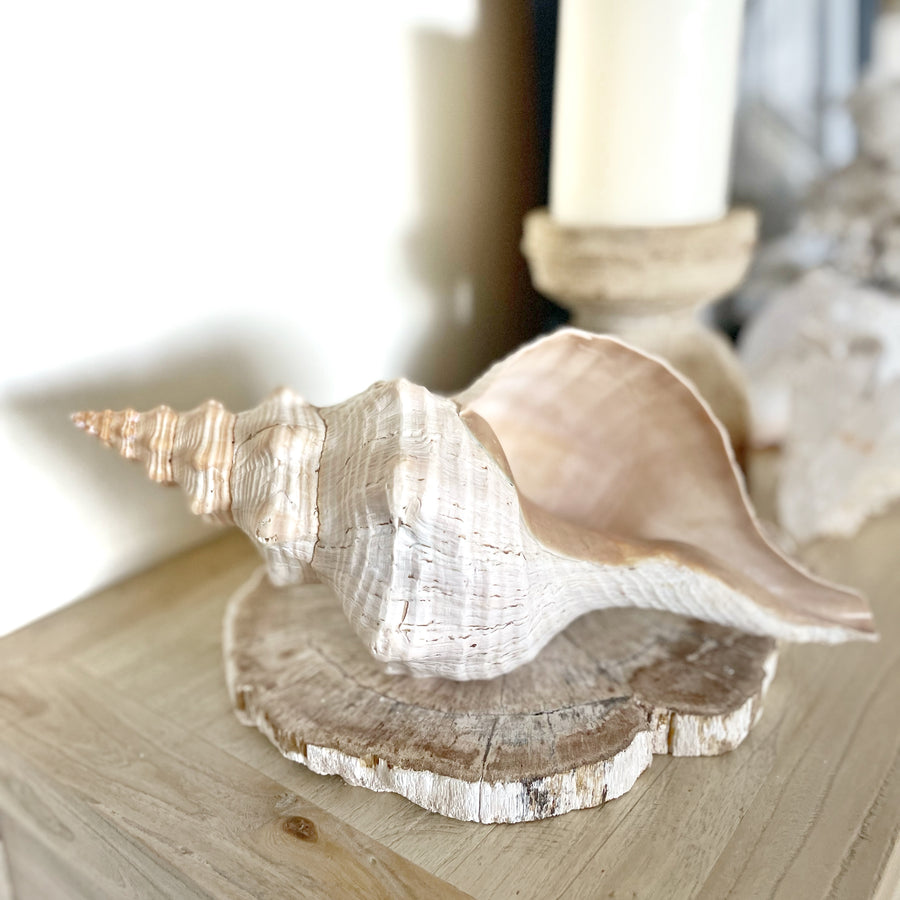 Extra Large Horse Conch 35 CM