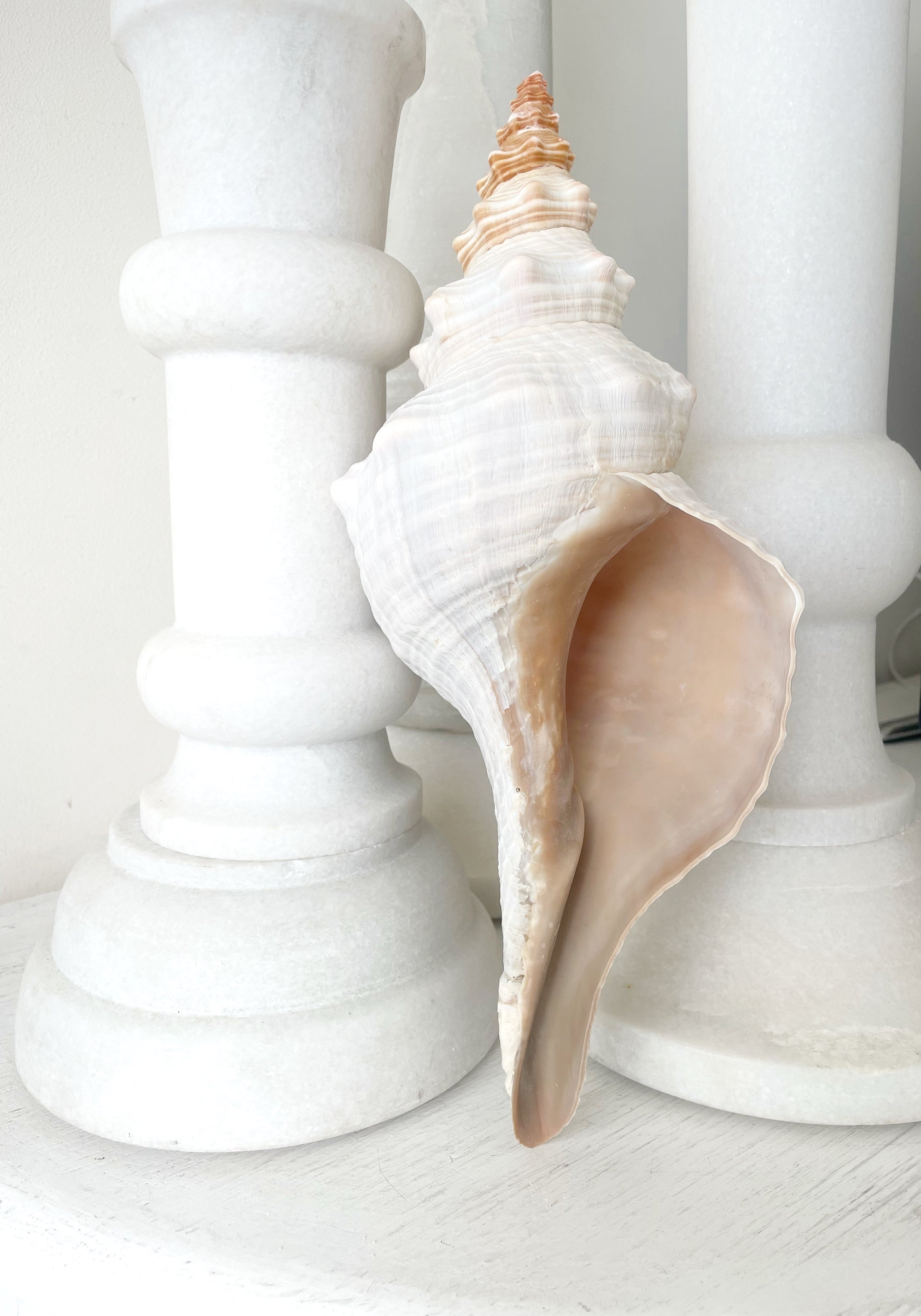 Large Horse Conch 30 CM