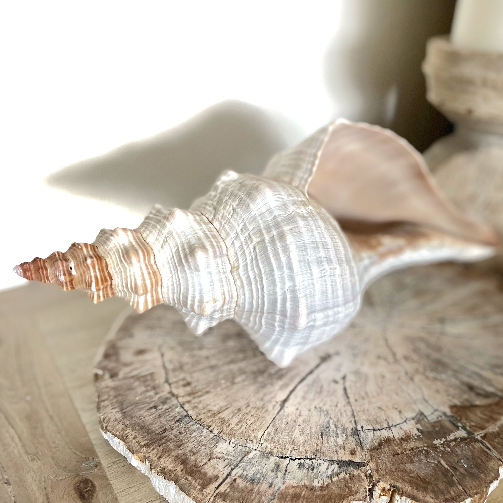 Large Horse Conch 30 CM