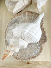 Extra Large Horse Conch 35 CM