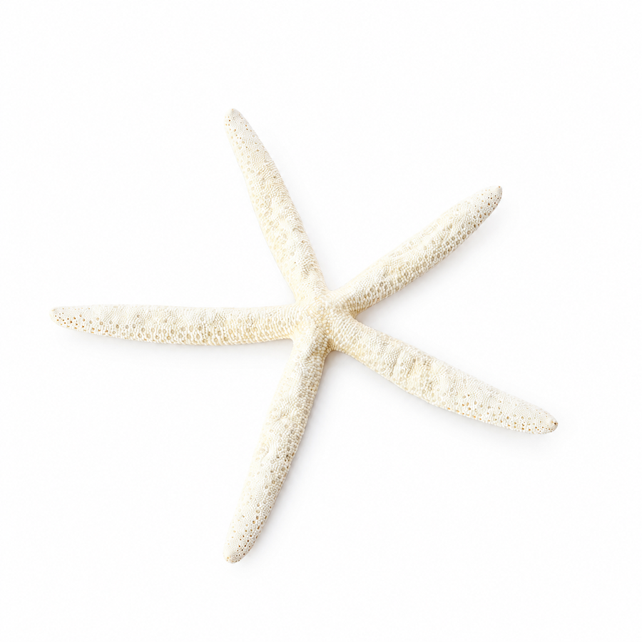 Flat Starfish Large