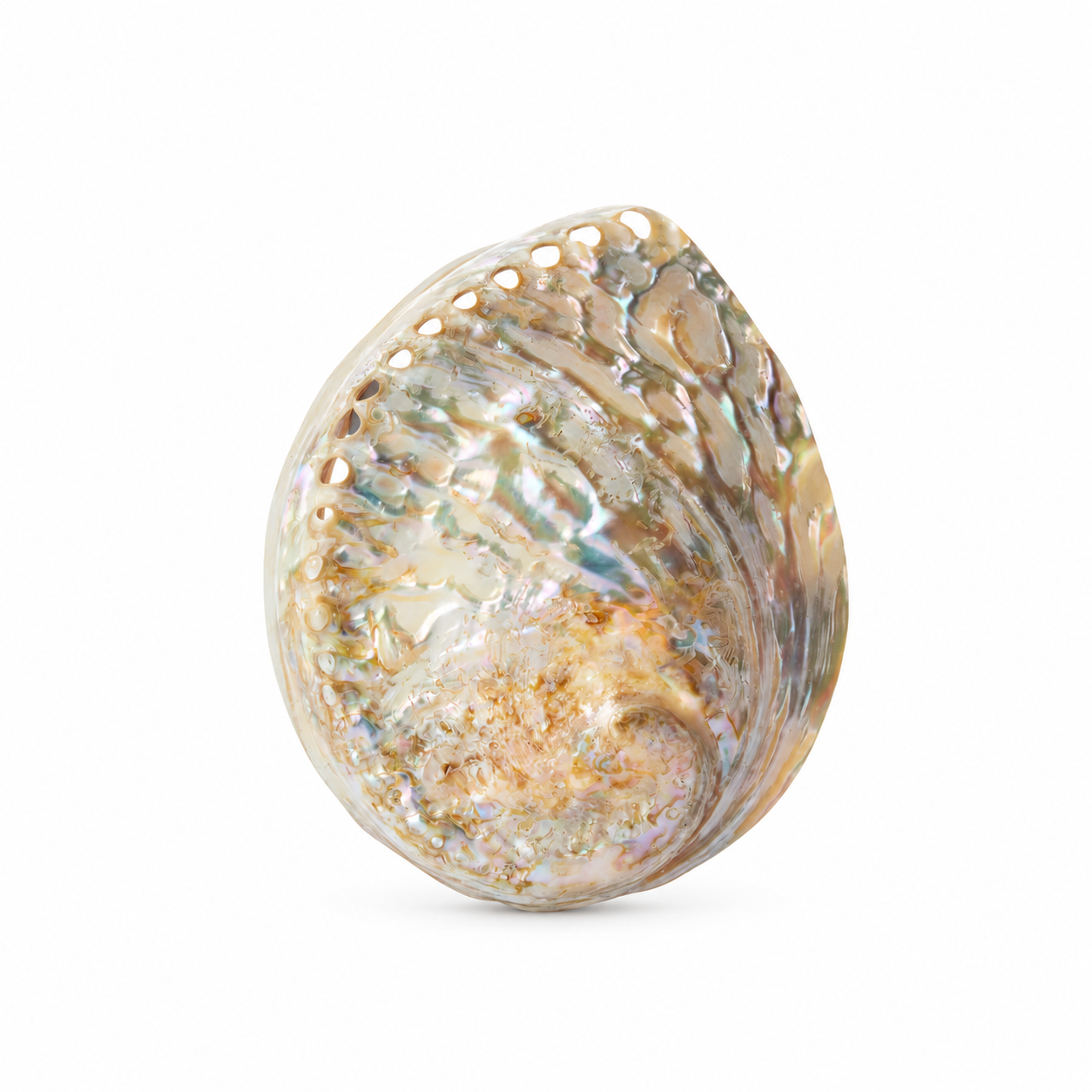Large Pearl Abalone Shell