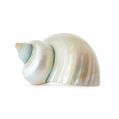 Real Polished Turbo Pearl Shell Small Set 5