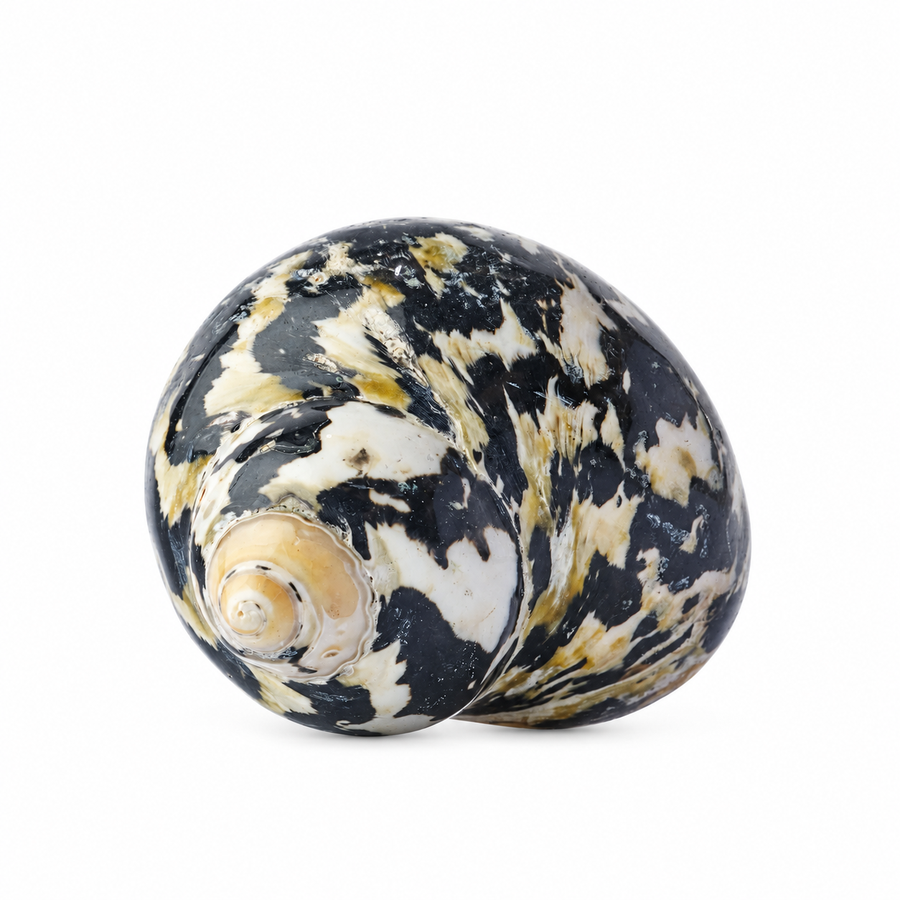 Real Polished Turbo Pica AKA Magpie Shell Set 3