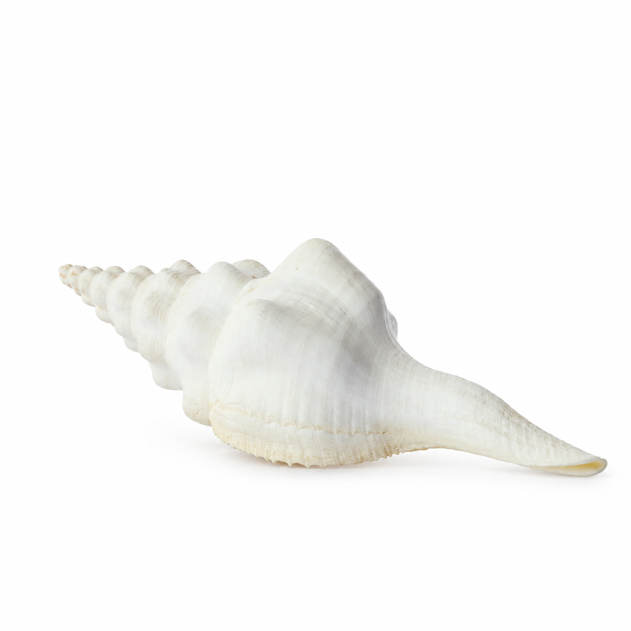 real_horn_shell