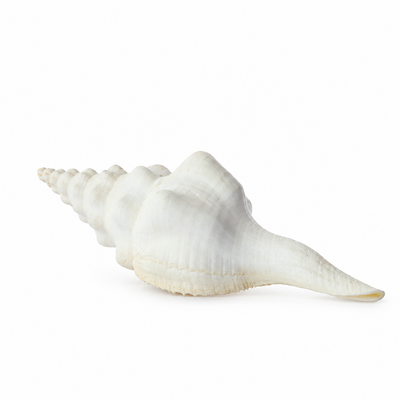 real_horn_shell