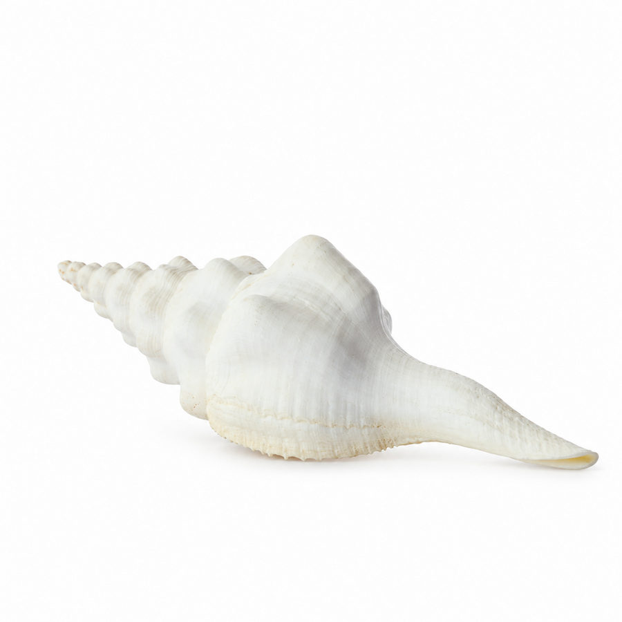 real_horn_shell