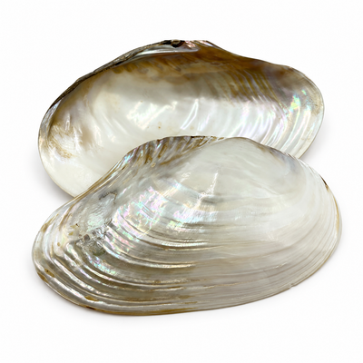 Real Polished River Shell