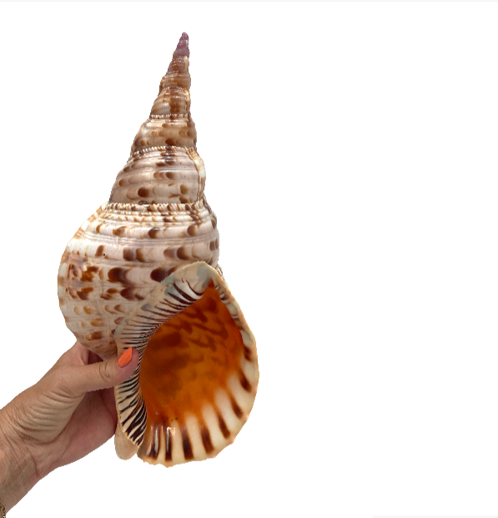 Real Large Polished Triton Shell 35 CM
