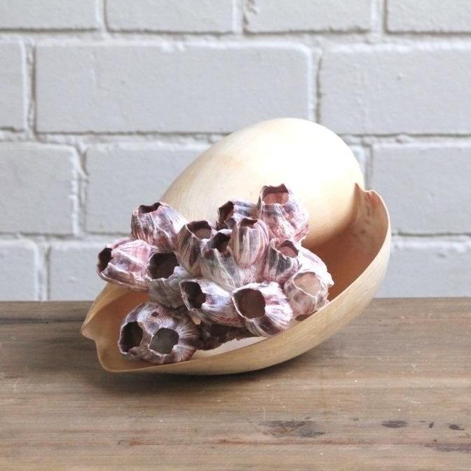 Natural Barnacle Cluster