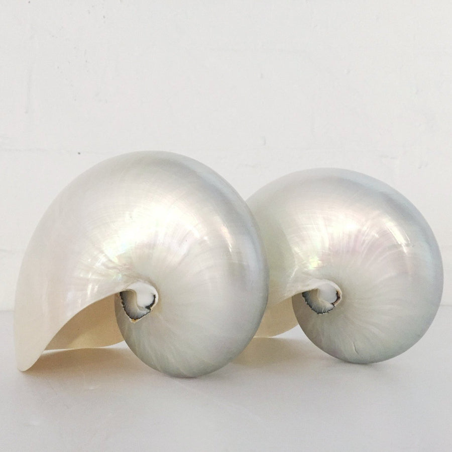 Real Rare Chambered Polished Pearl Nautilus Shell