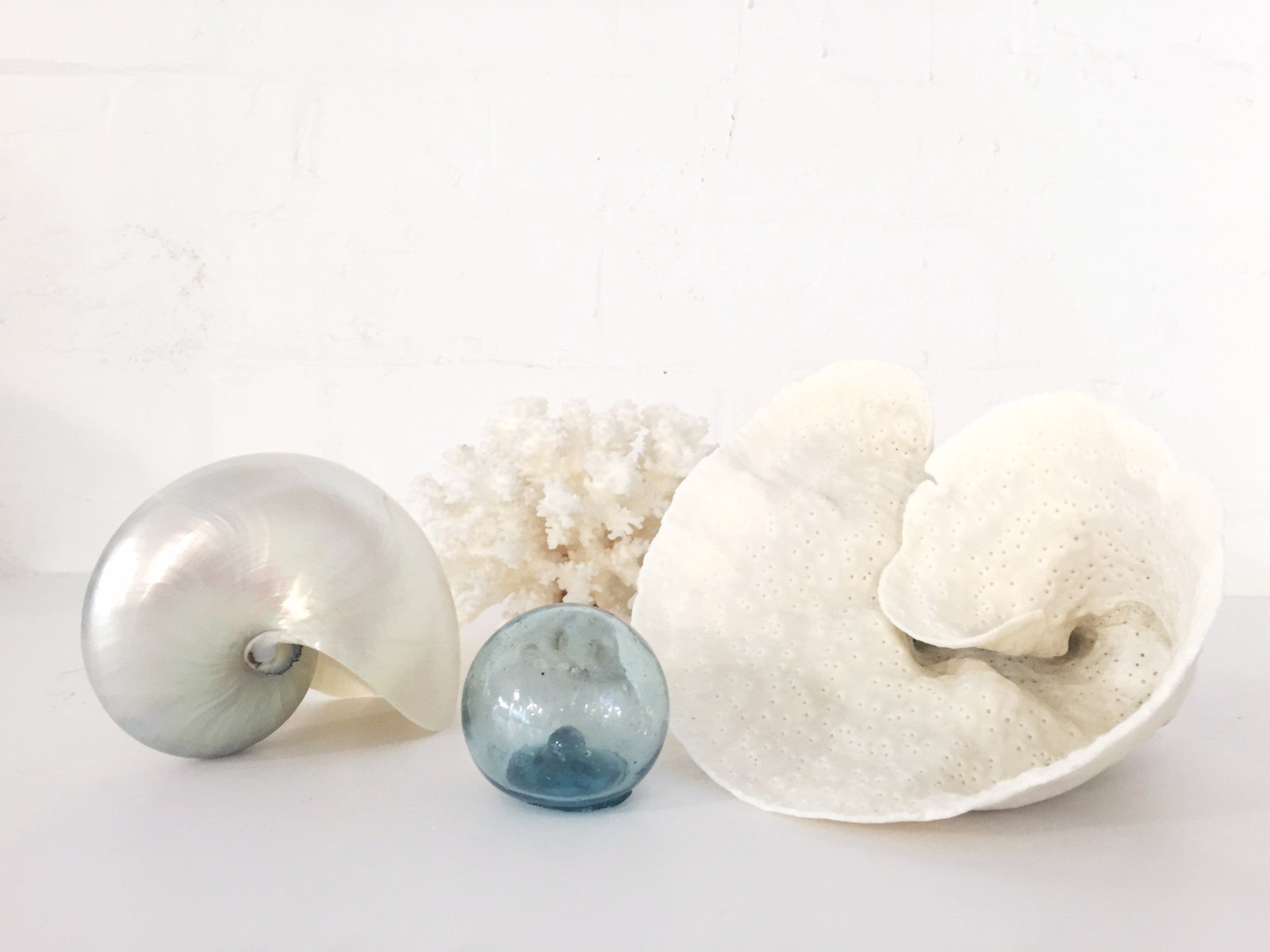 Real Rare Chambered Polished Pearl Nautilus Shell