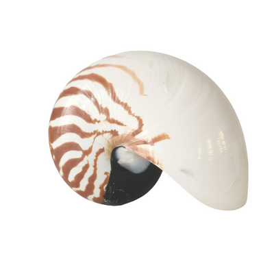 Real Rare Nautilus Stripe Shell