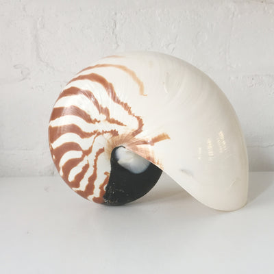 Real Rare Nautilus Stripe Shell