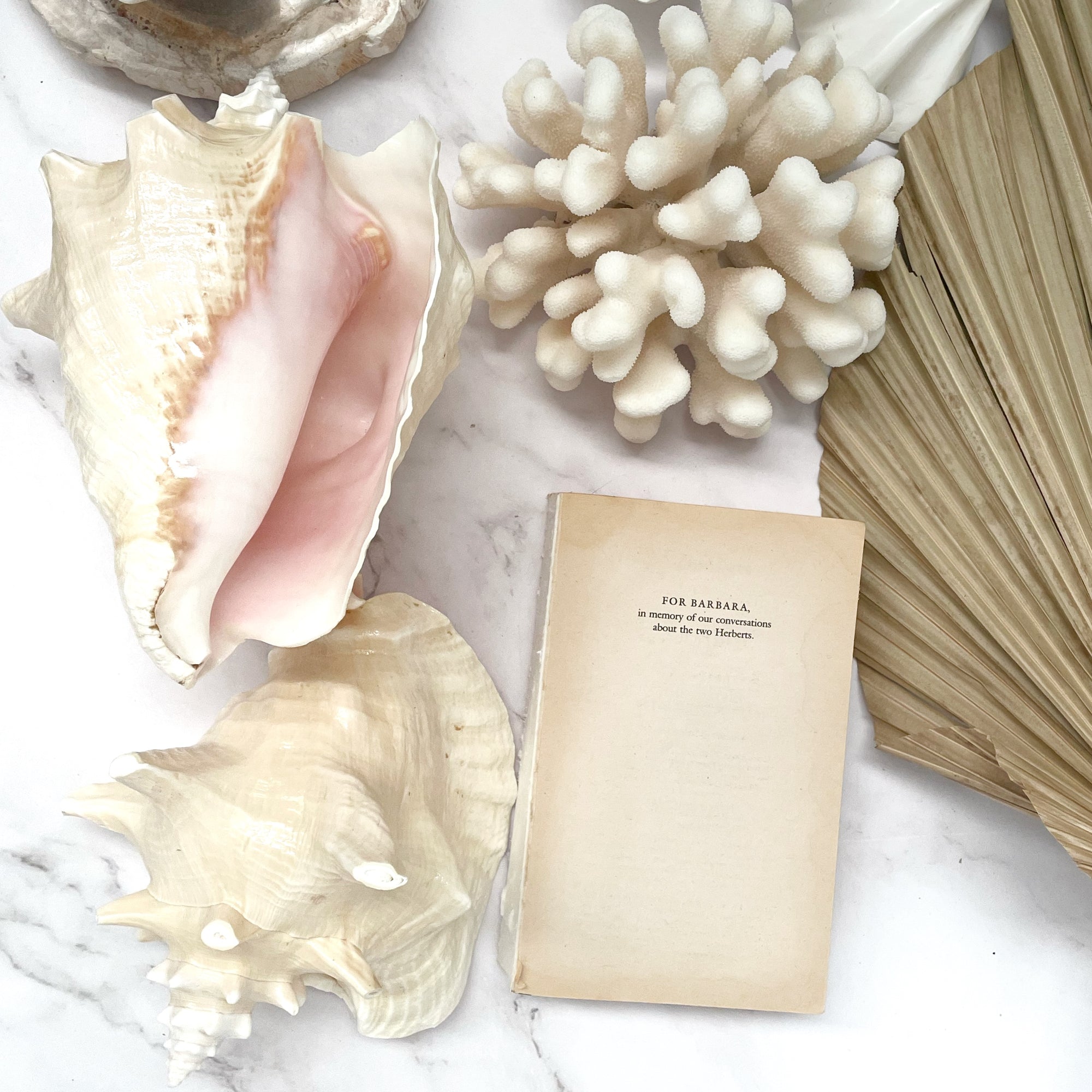 Real Rare Polished Pink Queen Conch Shell AKA Strombus Gigas