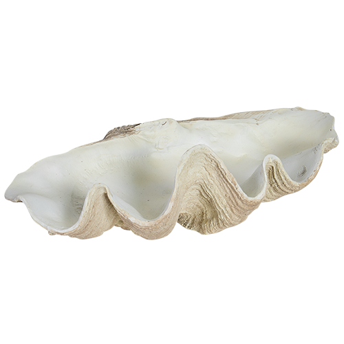 Giant Clam Shells for Sale Australia Buy Giant Clam Shells Sourceress