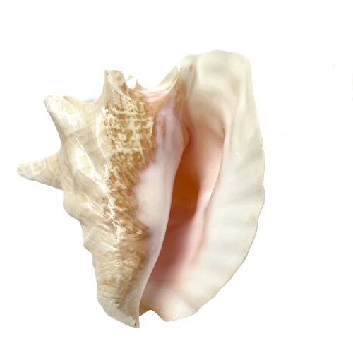 Real Rare Polished Pink Queen Conch Shell AKA Strombus Gigas