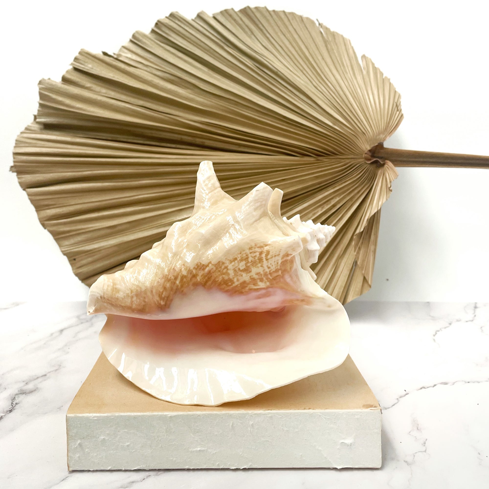 Real Rare Polished Pink Queen Conch Shell AKA Strombus Gigas