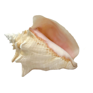 Real Rare Polished Pink Queen Conch Shell AKA Strombus Gigas