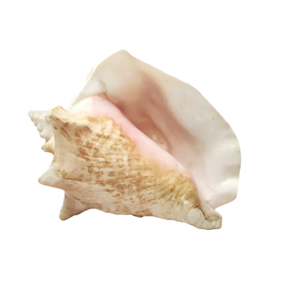 Real Rare Polished Pink Queen Conch Shell AKA Strombus Gigas
