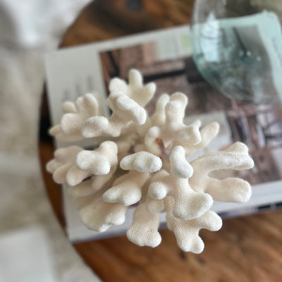 Real Cauliflower Coral Specimen D