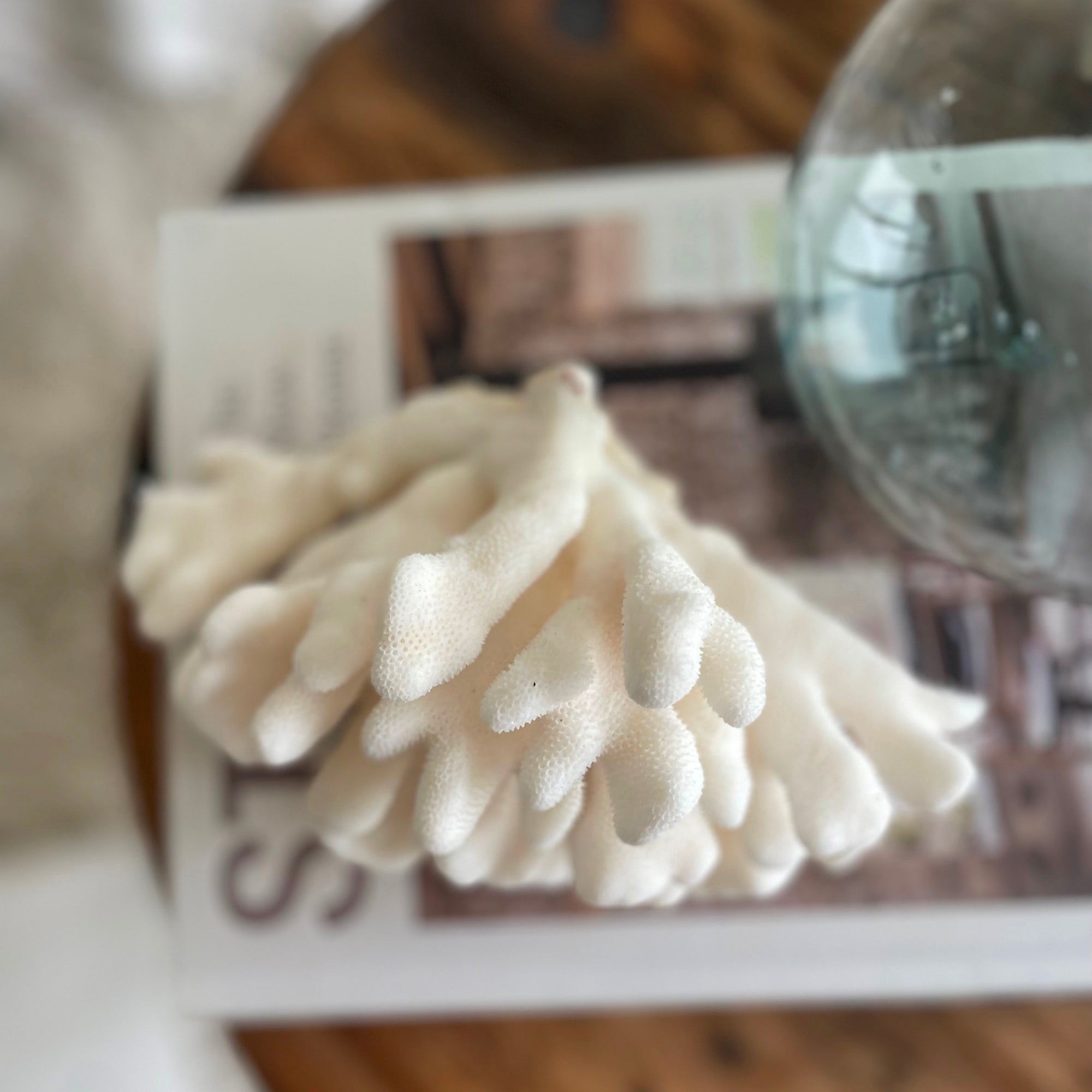 Real Cauliflower Coral Specimen C