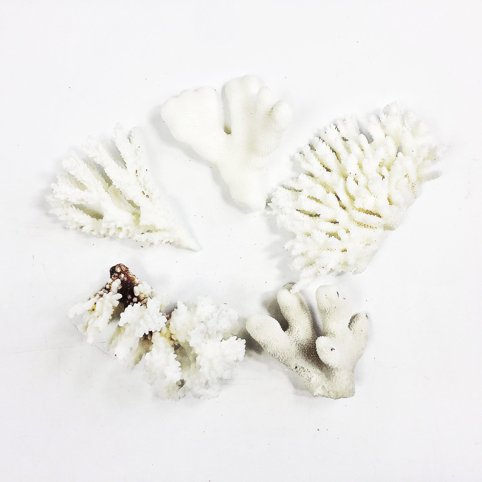 Mini Coral Bundles