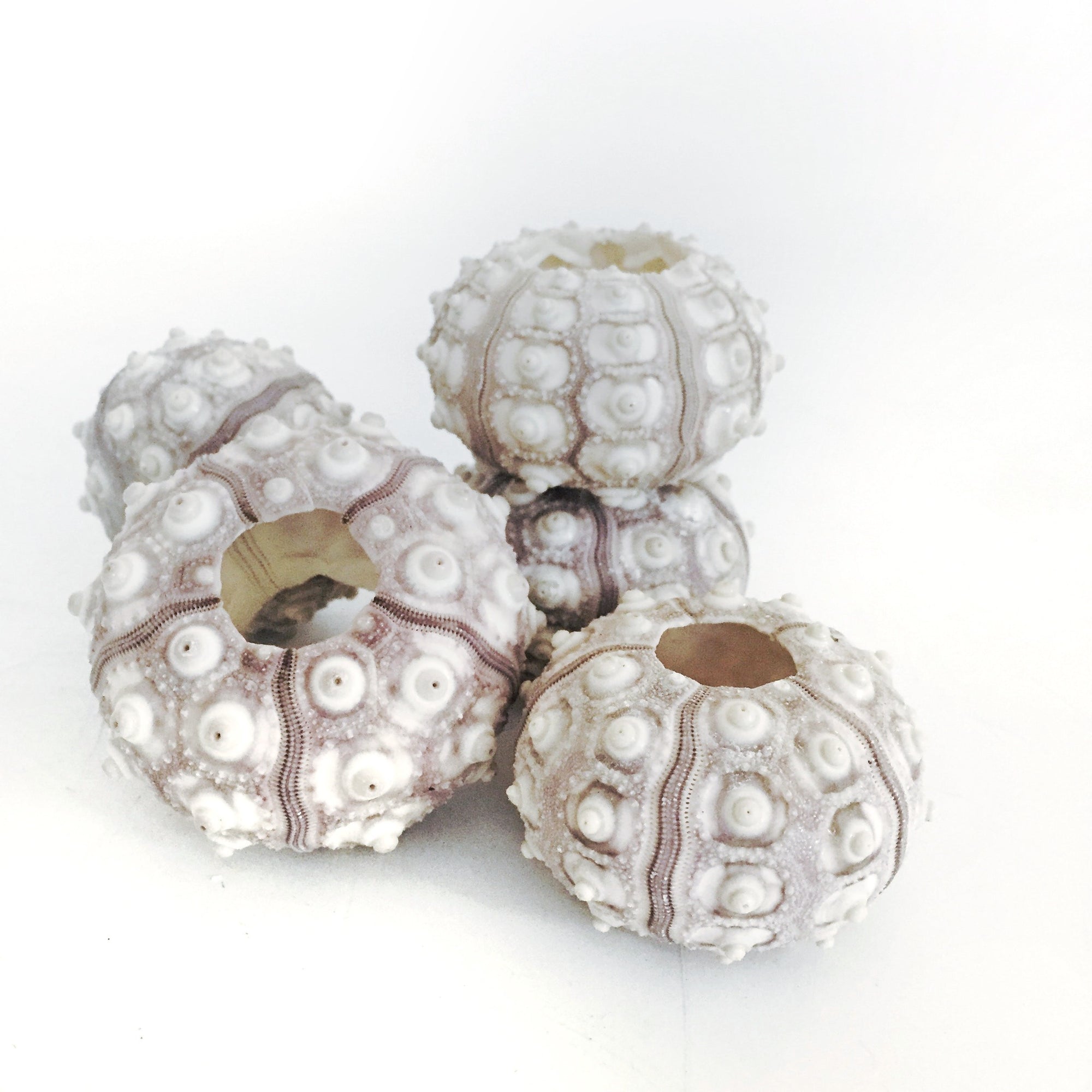 Sputnik Sea Urchin Set 5