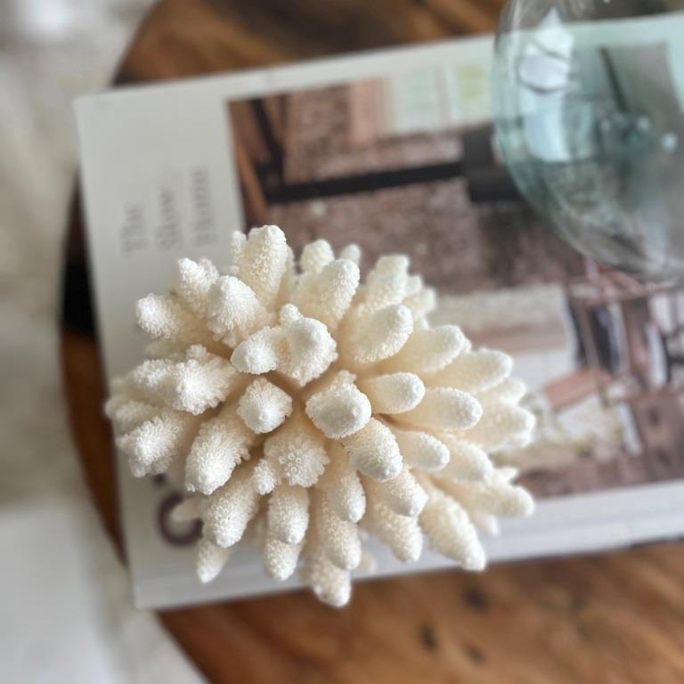 Real Finger Coral Specimen A