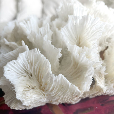 Hibiscus Coral Specimen Close up