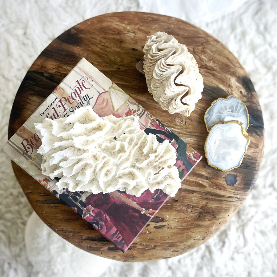 Hibiscus Coral Specimen C