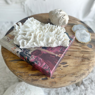 Hibiscus Coral Specimen Di